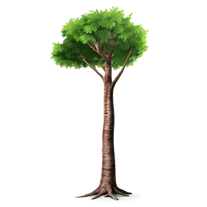 Medicinal Tree Elevation PNG 06262024