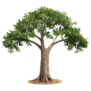 Medicinal Tree Elevation PNG 54