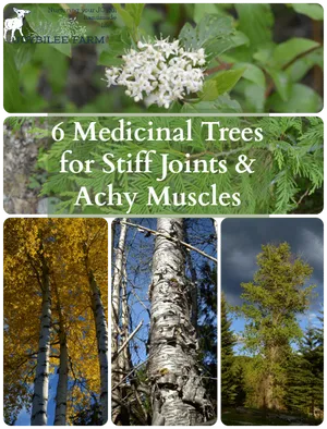 Medicinal Trees For Joints And Muscles PNG image