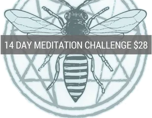 Meditation Challenge Mosquito Graphic PNG image