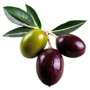 Mediterranean Olive Png 45 PNG image