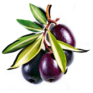 Mediterranean Olive Png 65 PNG image