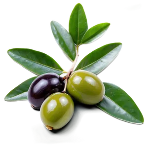 Mediterranean Olive Png Nou47 PNG image
