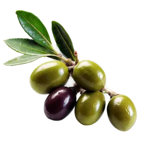 Mediterranean Olive PNG Yqe
