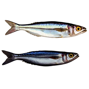 Mediterranean Sardine PNG 9 PNG