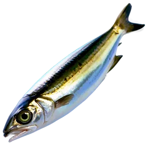 Mediterranean Sardine PNG Nvr