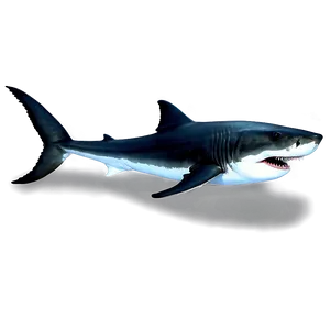 Megalodon And Great White Comparison Png Wmj PNG image