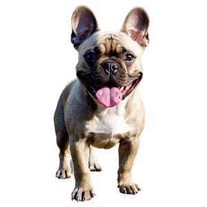 Merle French Bulldog PNG 06202024