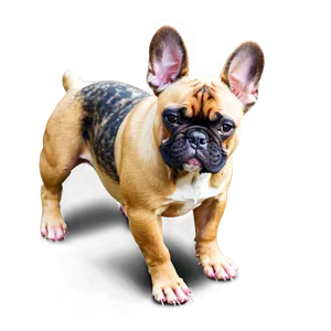 Merle French Bulldog Png 06202024 PNG image