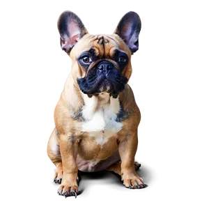 Merle French Bulldog Png Yxy27 PNG image