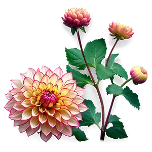 Mesmerizing Dahlia PNG 69