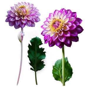 Mesmerizing Dahlia Png Shd PNG image