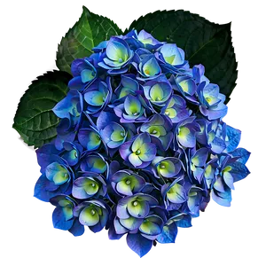 Mesmerizing Hydrangea Png 06252024 PNG image