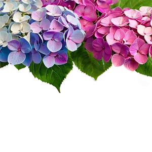 Mesmerizing Hydrangea Png 06252024 PNG image