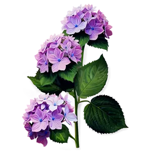 Mesmerizing Hydrangea PNG Qje95 PNG