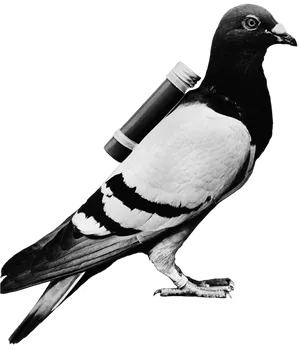 Messenger Pigeonwith Scroll PNG
