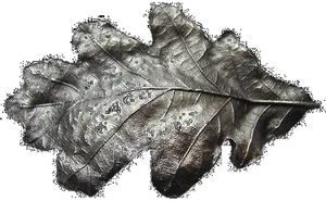 Metallic Oak Leaf Texture PNG image