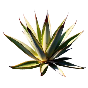 Mexican Agave Png 94 PNG image