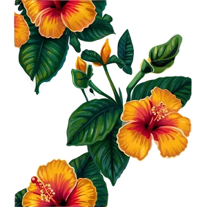 Mexican Hibiscus Flowers PNG 10