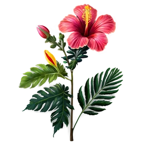 Mexican Hibiscus Flowers PNG Oic