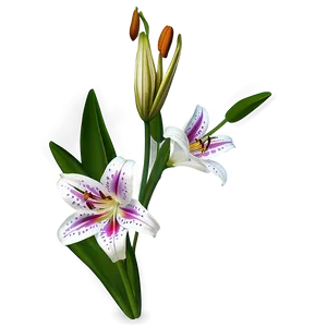 Mexican Lily Flowers PNG 06202024