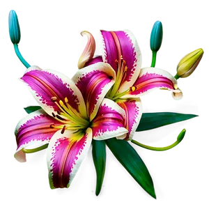 Mexican Lily Flowers PNG 06202024