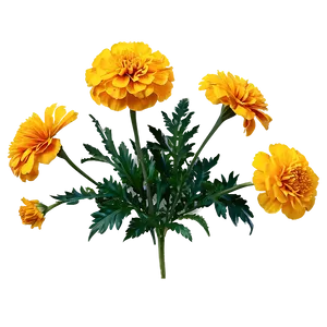Mexican Marigold Flowers PNG 34