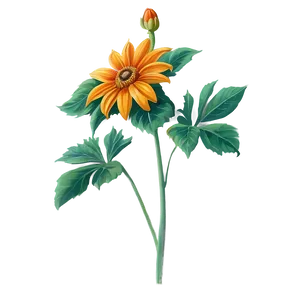 Mexican Sunflower PNG 4 PNG