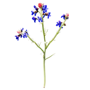 Mexican Wildflowers Png 51 PNG image