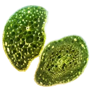 Microscopic Algae Cells Png 06212024 PNG image