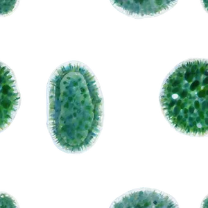 Microscopic Algae Cells Png 06212024 PNG image