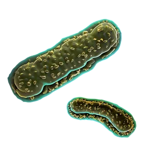 Microscopic Bacteria Image Png 05242024 PNG image