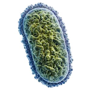 Microscopic Bacteria Png 72 PNG image