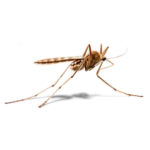 Microscopic Mosquito Png 05242024 PNG image