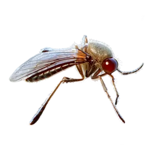 Microscopic Mosquito Png Qff PNG image
