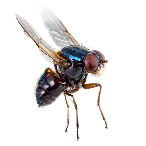 Microscopic View Flies PNG 06122024 PNG