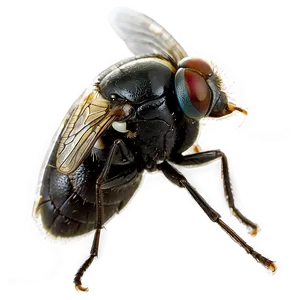 Microscopic View Flies PNG Qqm8 PNG