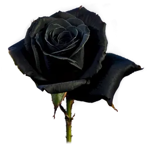 Midnight Black Roses Png 48 PNG image