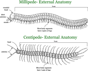 Millipedeand Centipede External Anatomy Comparison PNG image