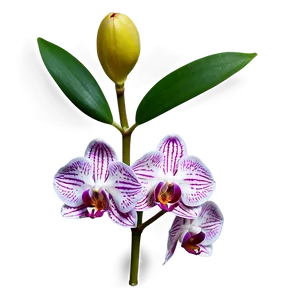 Mini Orchid PNG 52