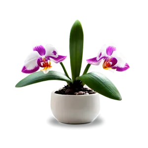 Mini Orchid PNG Fow30