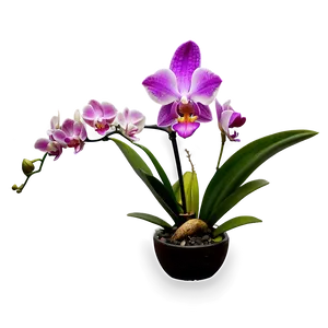 Mini Orchid PNG Iqr57