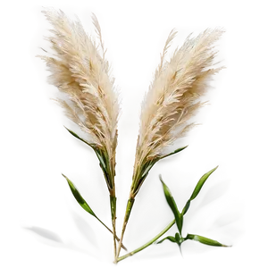 Mini Pampas Bunches Png Shd68 PNG image