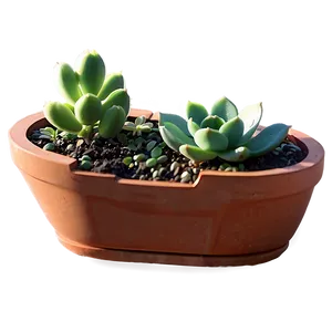 Mini Succulent Garden Png 06212024 PNG image