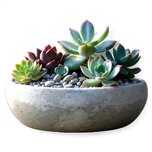 Mini Succulent Garden Png Wjo80 PNG image