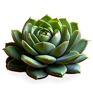 Mini Succulent Png 05242024 PNG image