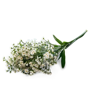 Miniature Baby's Breath Posy PNG 06212024