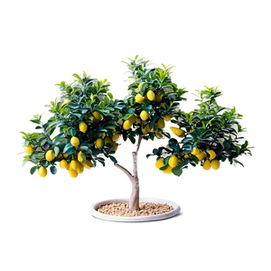 Miniature Lemon Tree PNG Yty