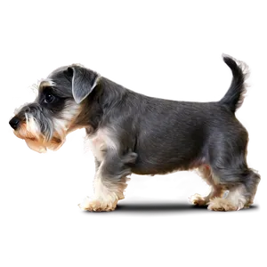 Miniature Schnauzer Puppy PNG 70