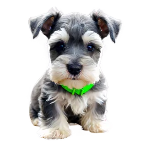 Miniature Schnauzer Puppy PNG Hml PNG